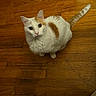 cat, white_cat, orange_spots, wooden_floor, pet, curious, indoor, animal, feline, looking_up, fluffy_tail, domestic_cat, cute, whiskers, ears, flooring, home, sitting, attention, cozy