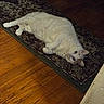 Samson joined the competition — help win amazing prizes! cat, white_cat, orange_patch, lying_down, rug, patterned_rug, wooden_floor, flooring, indoor, pet, animal, fluffy, relaxed, curious_eyes, home, cozy, feline, domestic_cat, cute, resting
