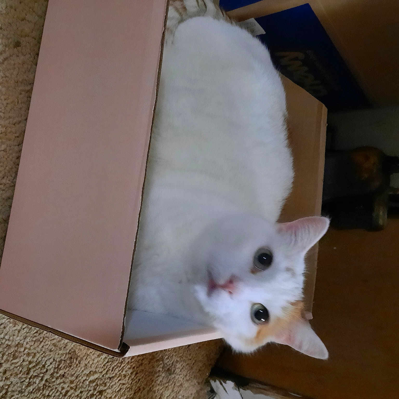 Samson is registered to the contest to win money with this photo: carnivore, cat, domestic_short_haired_cat, fawn, felidae, flooring, fur, hardwood, paw, small_to_medium_sized_cats, snout, tail, whiskers, wood