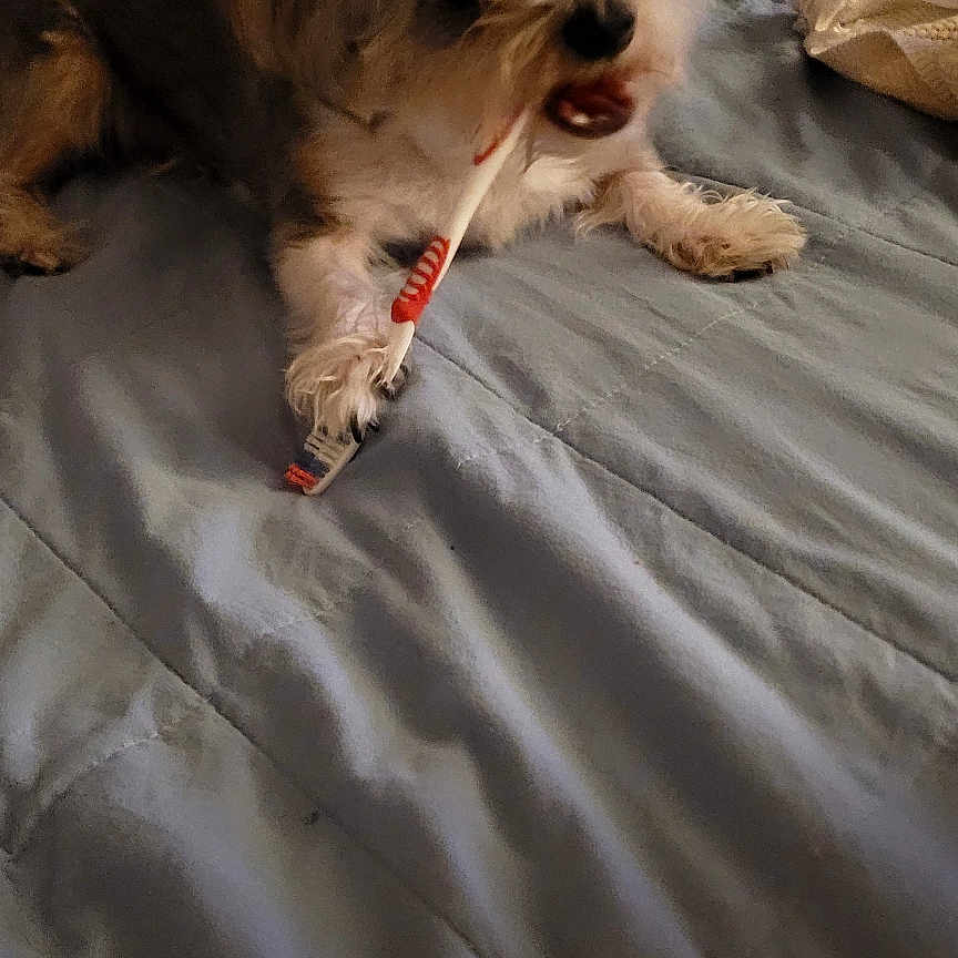 Clyde