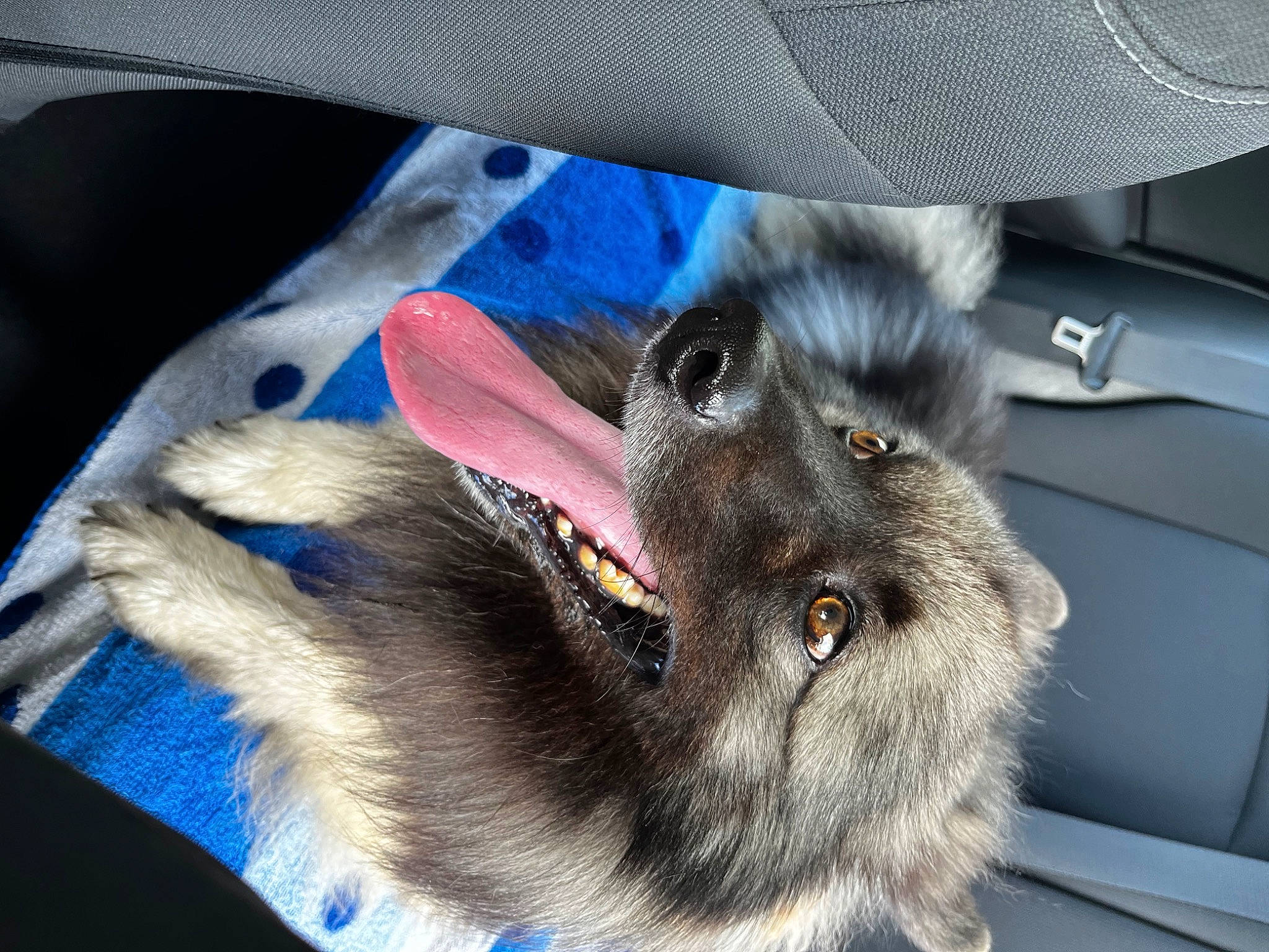 Shadow joined the competition — help win amazing prizes! canidae, claw, dog_breed, electric_blue, felidae, foot, fur, glove, human_leg, paw, rabbit, rabbits_and_hares, rodent, small_to_medium_sized_cats, snout, sock, steering_wheel, tail, whiskers, wing