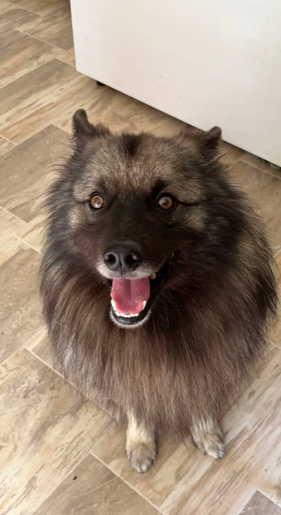 Shadow joined the competition — help win amazing prizes! ancient_dog_breeds, canidae, carnivore, companion_dog, dog, dog_breed, fang, flooring, fur, hardwood, keeshond, shout, sporting_group, whiskers, wood, working_animal, working_dog