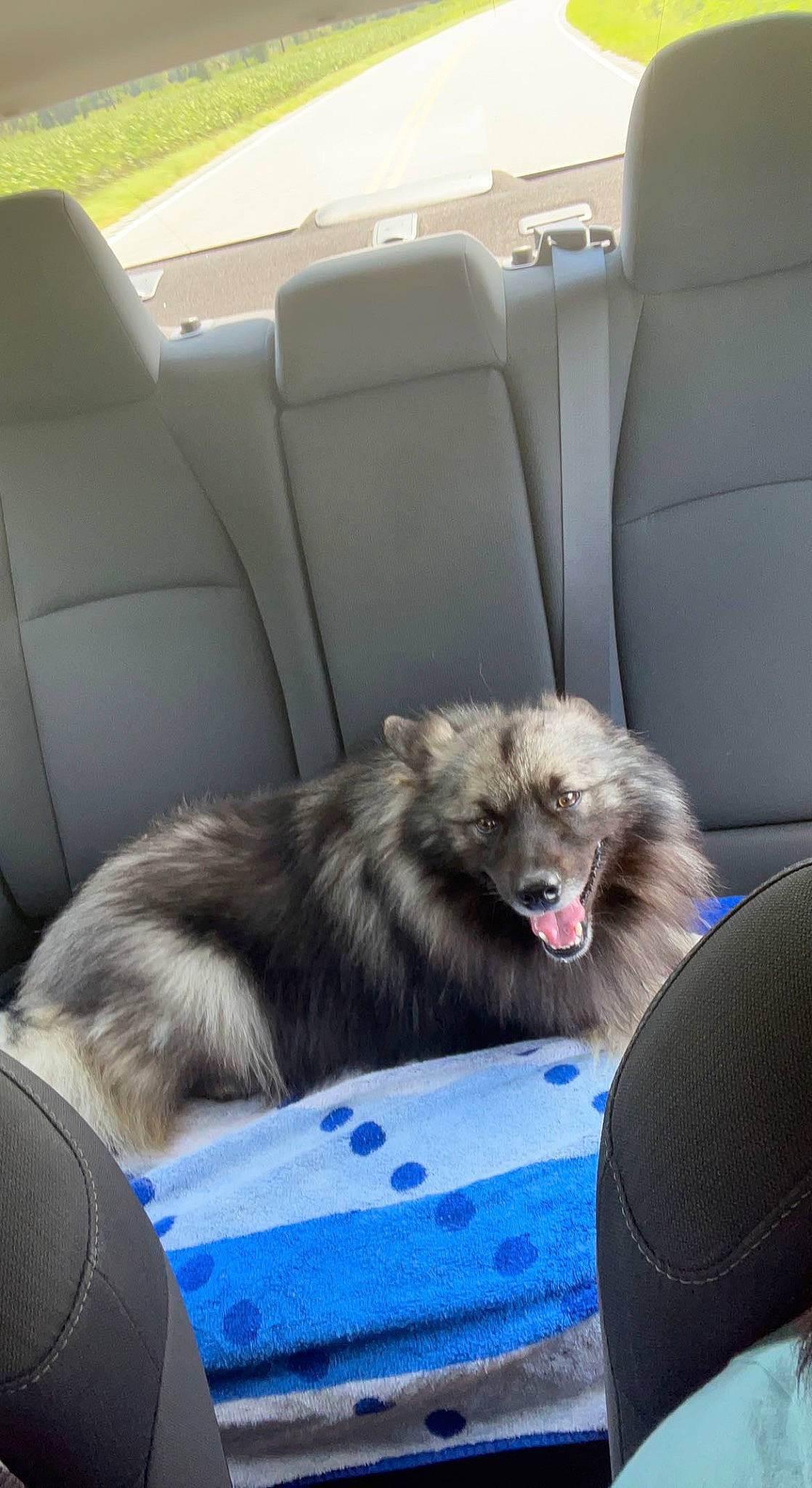 Shadow joined the competition — help win amazing prizes! car, car_seat, carnivore, chair, comfort, companion_dog, dog, dog_breed, dog_supply, felidae, fur, german_spitz, german_spitz_mittel, head_restraint, luxury_vehicle, small_to_medium_sized_cats, spitz, sporting_group, terrestrial_animal, whiskers