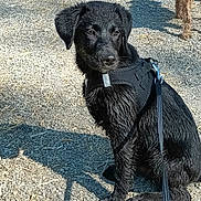 Aikan a rejoint le concours — aidez-le/la à gagner de superbes lots ! puppy, dog, black_dog, wet_fur, harness, leash, gravel, shadow, outdoors, sitting, portrait, cute, canine, pet, close_up, young_dog, sunny, texture, second_dog, whiskers