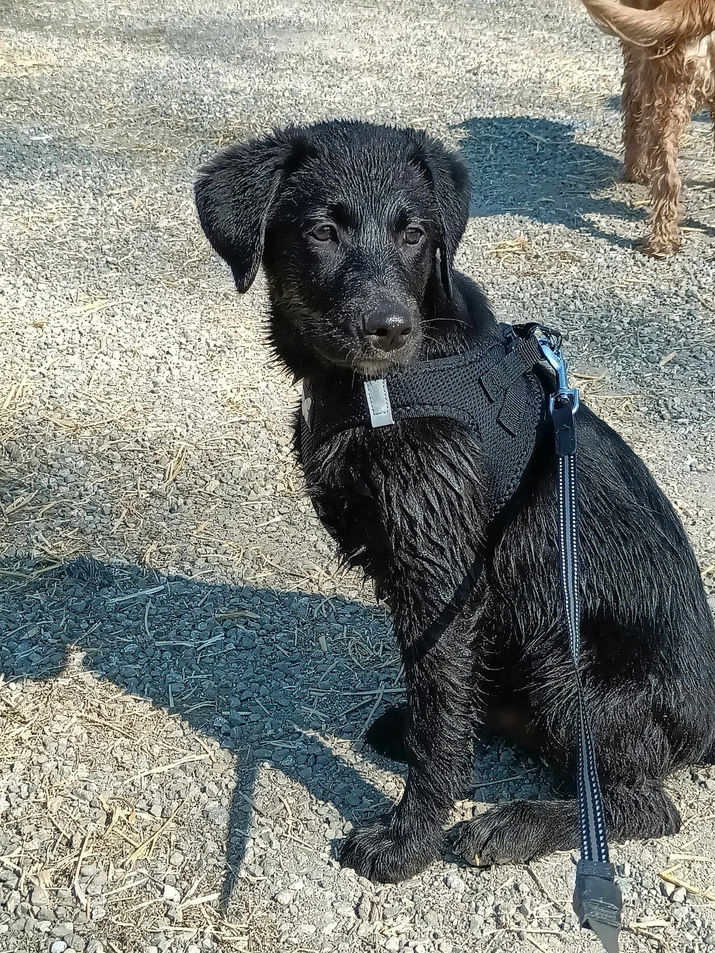 Aikan a rejoint le concours — aidez-le/la à gagner de superbes lots ! puppy, dog, black_dog, wet_fur, harness, leash, gravel, shadow, outdoors, sitting, portrait, cute, canine, pet, close_up, young_dog, sunny, texture, second_dog, whiskers