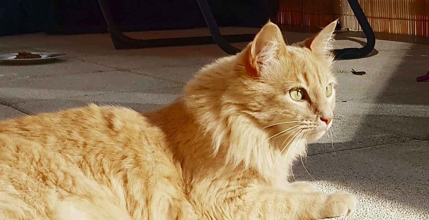 Indiana a rejoint le concours — aidez-le/la à gagner de superbes lots ! carnivore, cat, chair, domestic_short_haired_cat, fawn, felidae, fur, small_to_medium_sized_cats, snout, tail, terrestrial_animal, whiskers, wood