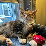 Yoshi is registered to the contest to win money with this photo: bedding, blanket, cat, close_up, cozy, curtain, cute, fur, indoor, kitten, nap, paws, pet, portrait, red_toy, relaxed, sleeping_cat, toy, whiskers, window