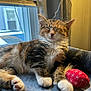 bedding, blanket, cat, close_up, cozy, curtain, cute, fur, indoor, kitten, nap, paws, pet, portrait, red_toy, relaxed, sleeping_cat, toy, whiskers, window