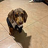 puppy, dog, dachshund, tuxedo, bow_tie, pet, indoor, floor, tile, shadow, cute, small_dog, animal, brown, spots, ears, sitting, young_dog, adorable, portrait