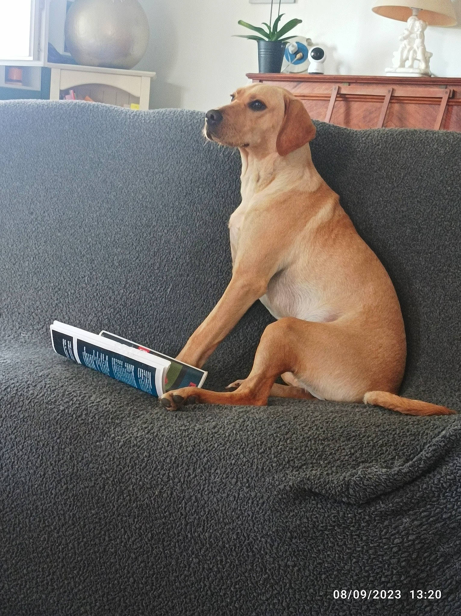 Tango a rejoint le concours — aidez-le/la à gagner de superbes lots ! canidae, carnivore, comfort, companion_dog, couch, dog, dog_breed, dog_collar, dog_supply, fawn, flooring, gun_dog, human_leg, paw, pet_supply, snout, sporting_group, tail, wood, working_animal