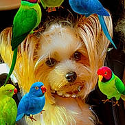 Miss Tilly joined the competition — help win amazing prizes! animal, bird, closeup, colorful, companion, curious, cute, dog, face, feathers, fluffy, fur, indoor, nature, parrot, perch, pet, portrait, vibrant, wildlife