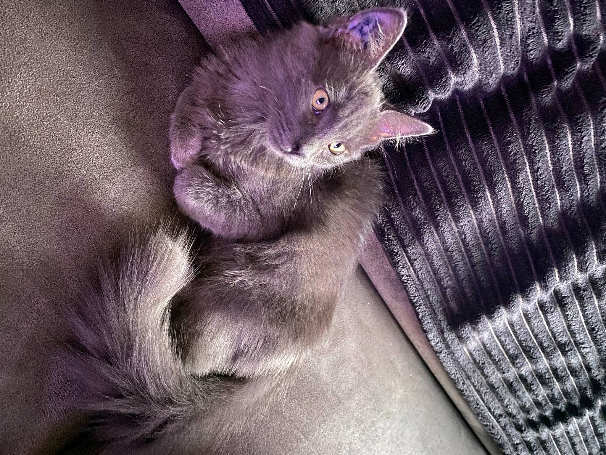 Koda a rejoint le concours — aidez-le/la à gagner de superbes lots ! carnivore, cat, comfort, domestic_short_haired_cat, electric_blue, felidae, fur, grey, magenta, pattern, purple, russian_blue, sleeve, small_to_medium_sized_cats, whiskers