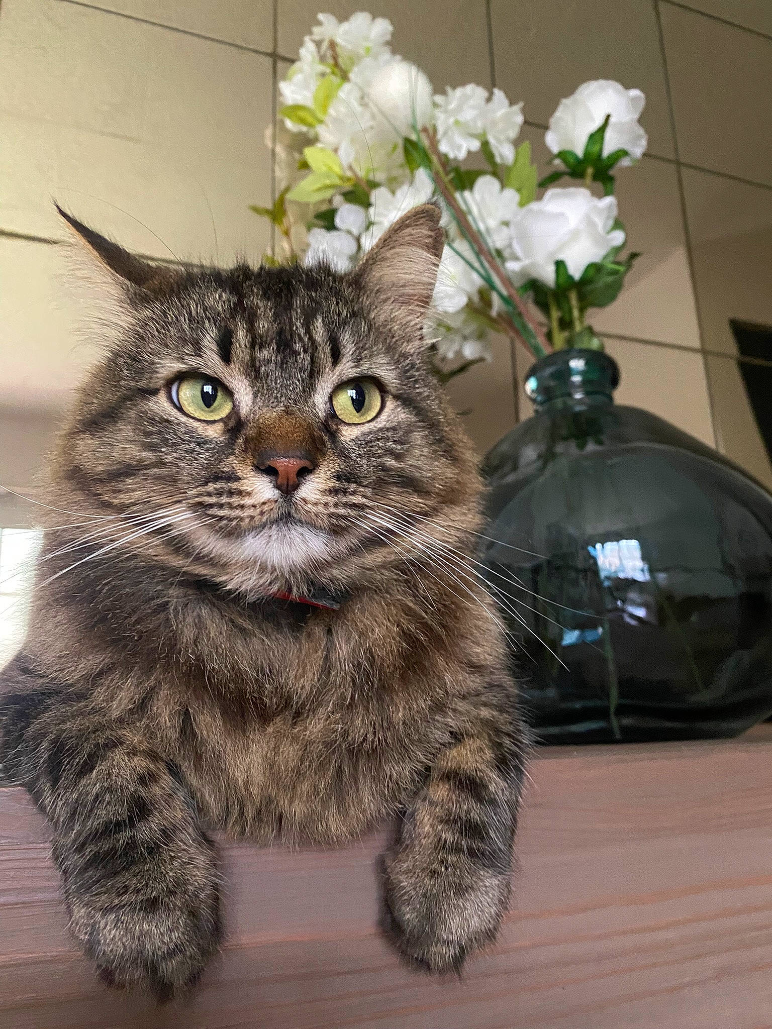 Patate a rejoint le concours — aidez-le/la à gagner de superbes lots ! carnivore, cat, domestic_short_haired_cat, door, felidae, flooring, flower, flowerpot, fur, paw, petal, plant, sitting, small_to_medium_sized_cats, snout, tail, terrestrial_animal, whiskers, window, wood