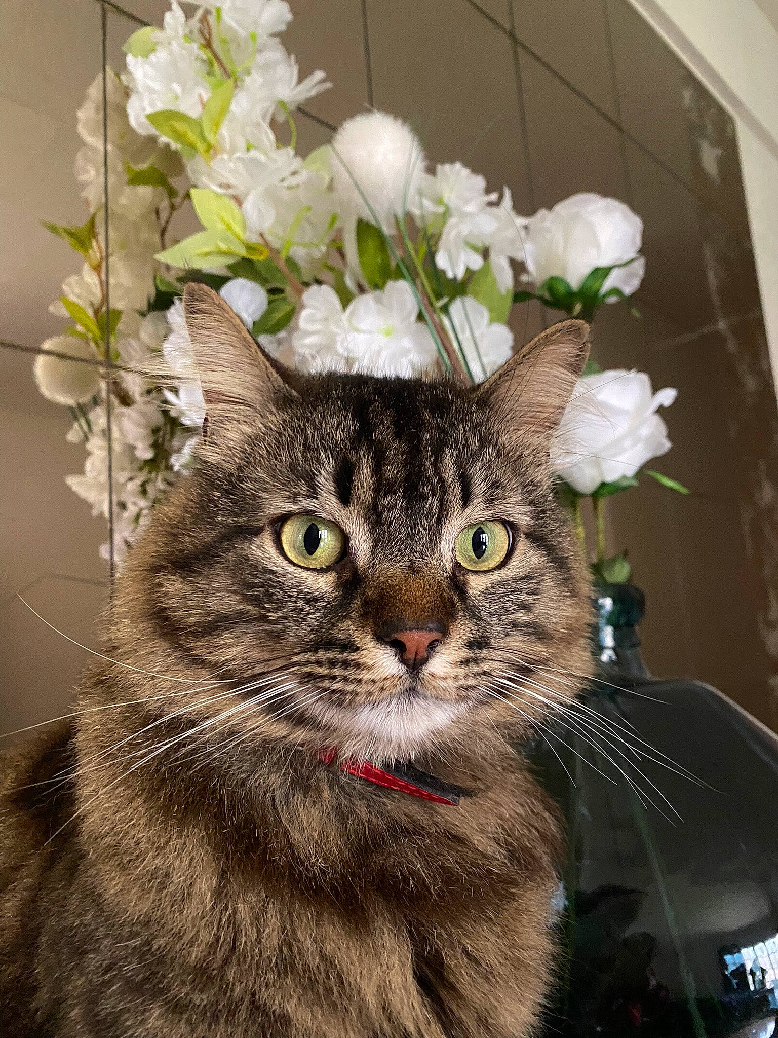 Patate a rejoint le concours — aidez-le/la à gagner de superbes lots ! art, artificial_flower, carnivore, cat, cut_flowers, domestic_short_haired_cat, door, felidae, flower, flower_arranging, flowerpot, fur, houseplant, petal, plant, small_to_medium_sized_cats, snout, tree, whiskers, window