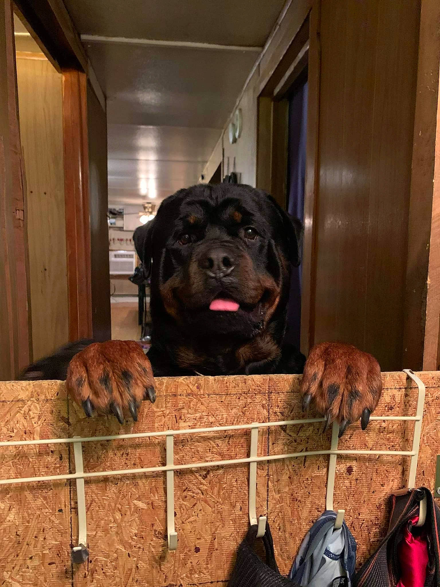 Axle is registered to the contest to win money with this photo: art, backpack, bag, canidae, carnivore, companion_dog, dog, dog_breed, door, fawn, fence, flooring, fur, home_door, liver, luggage_and_bags, snout, sporting_group, wood, working_animal