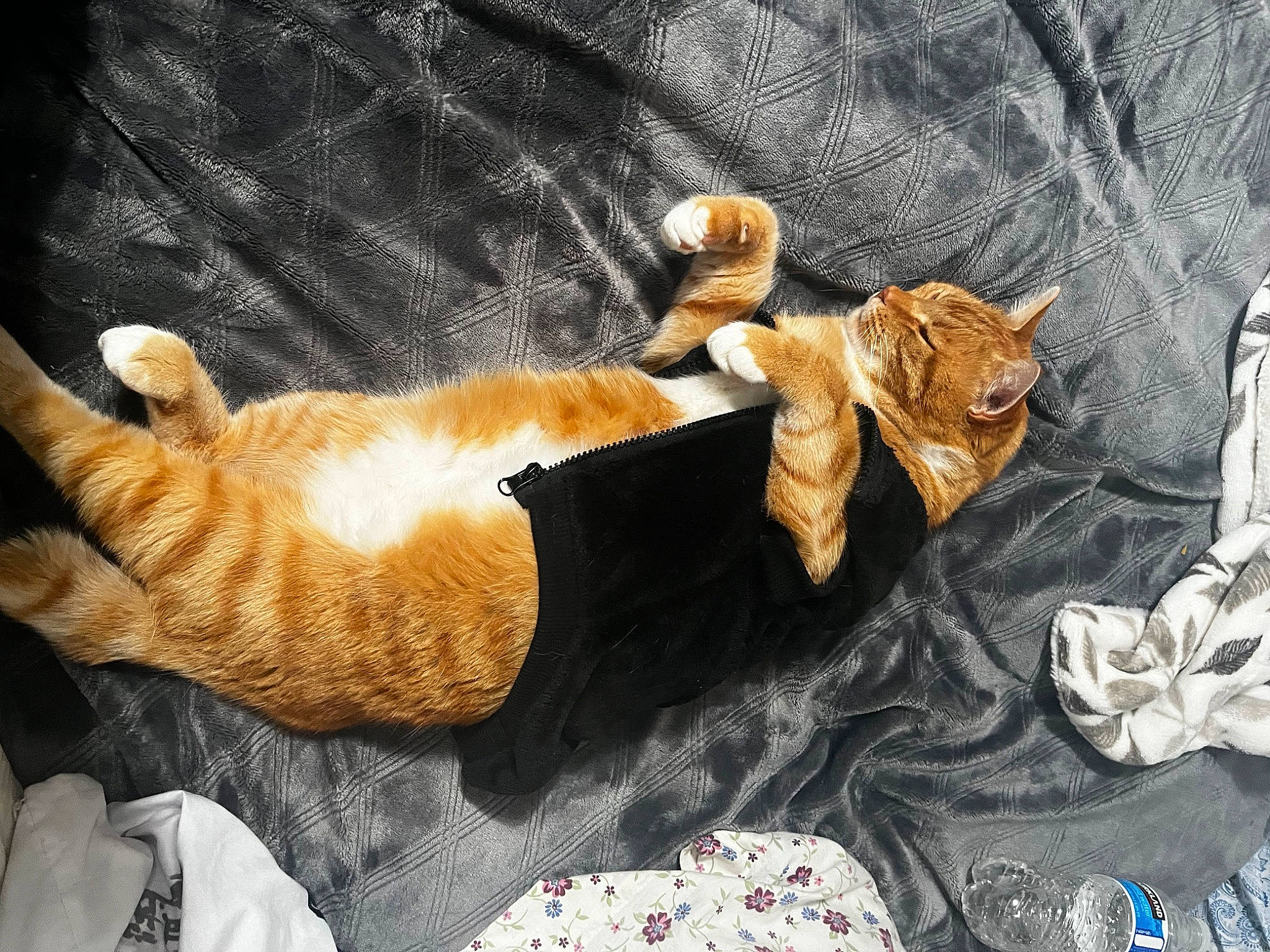 Garfield joined the competition — help win amazing prizes! brown, carnivore, cat, claw, comfort, domestic_short_haired_cat, fawn, felidae, fur, hat, linens, mammal, paw, small_to_medium_sized_cats, tail, textile, tree, vertebrate, whiskers, wood