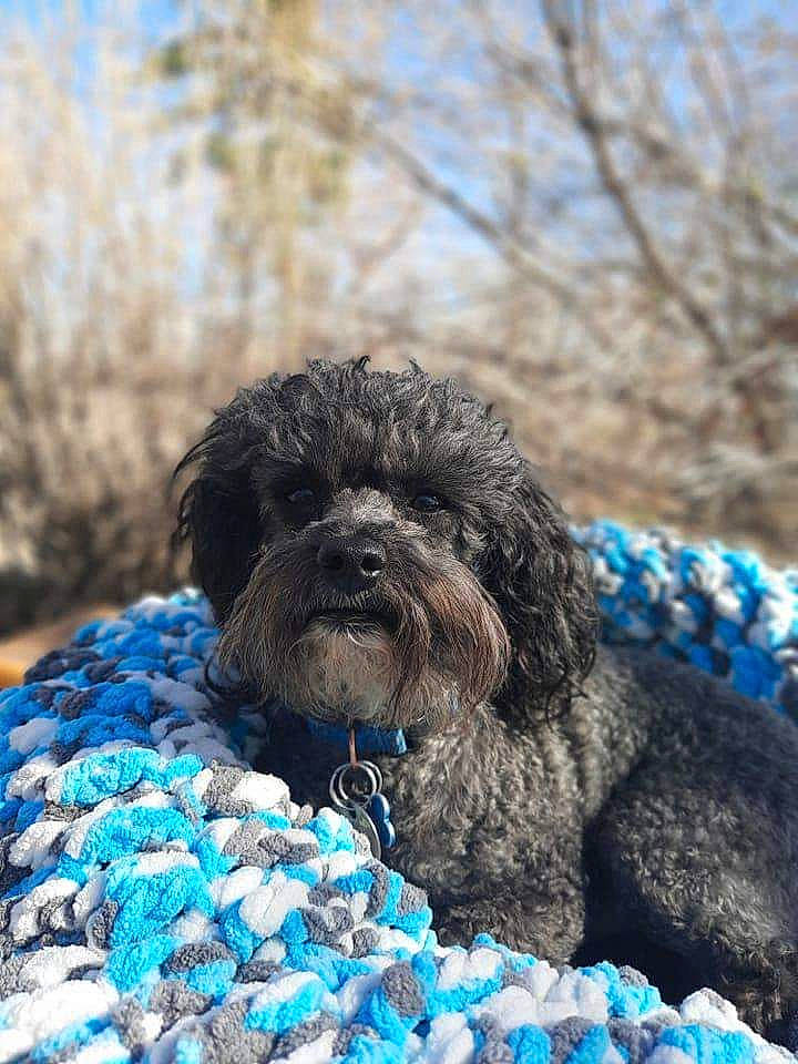 Sonny is registered to the contest to win money with this photo: blue, canidae, carnivore, companion_dog, dog, dog_breed, dog_collar, dog_supply, electric_blue, fur, liver, poodle, poodle_crossbreed, small_terrier, snout, sporting_group, terrier, toy_dog, water_dog, working_animal