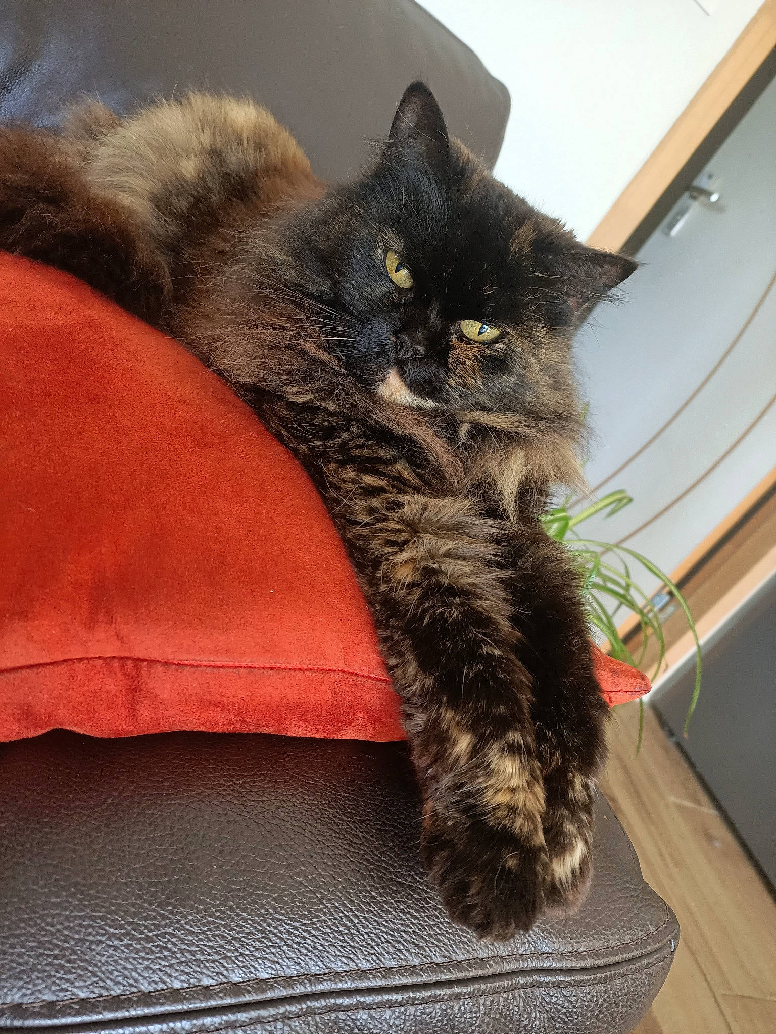 Mimine participe au concours pour gagner de l'argent avec cette photo : black_cat, carnivore, cat, cat_supply, claw, comfort, domestic_short_haired_cat, felidae, fur, houseplant, paw, plant, sitting, small_to_medium_sized_cats, tail, whiskers