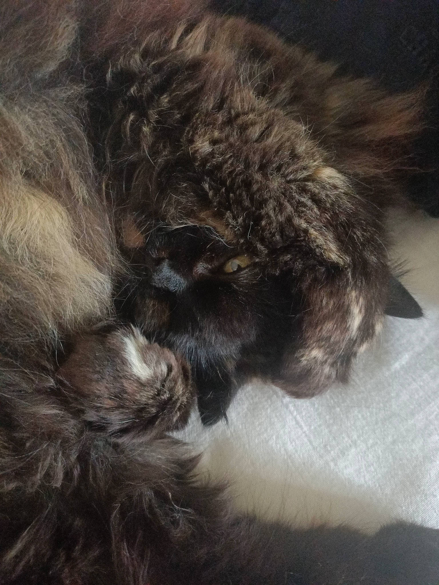 Mimine participe au concours pour gagner de l'argent avec cette photo : cat, claw, close_up, dog_breed, felidae, fur, grey, liver, paw, small_to_medium_sized_cats, snout, sporting_group, tail, terrestrial_animal, whiskers