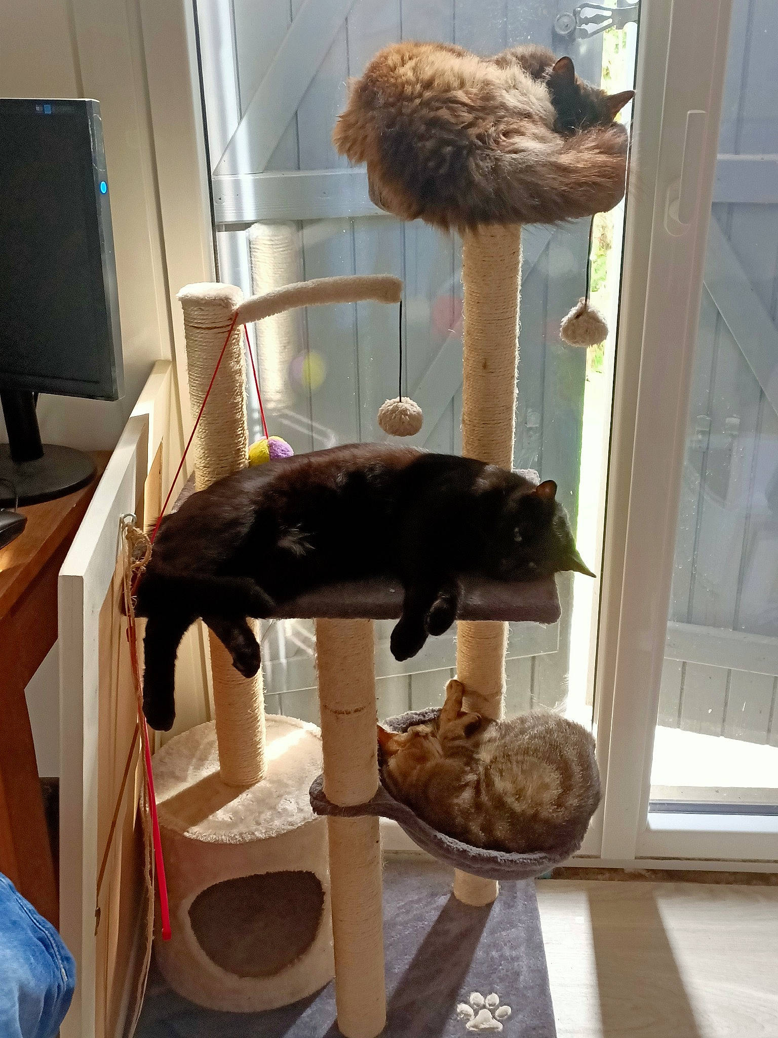 Mimine a rejoint le concours — aidez-le/la à gagner de superbes lots ! carnivore, cat, cat_supply, comfort, computer_monitor, felidae, flooring, fur, hardwood, hat, pet_supply, room, shelving, small_to_medium_sized_cats, sporting_group, tail, television, terrestrial_animal, whiskers, wood