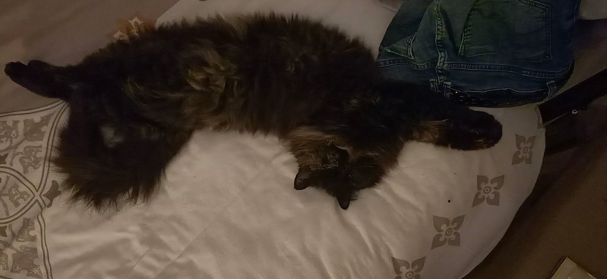 Mimine a rejoint le concours — aidez-le/la à gagner de superbes lots ! bed, black_cat, canidae, carnivore, cat, claw, comfort, companion_dog, dog_breed, duvet, felidae, fur, linens, nap, paw, small_to_medium_sized_cats, sporting_group, tail, terrestrial_animal, whiskers