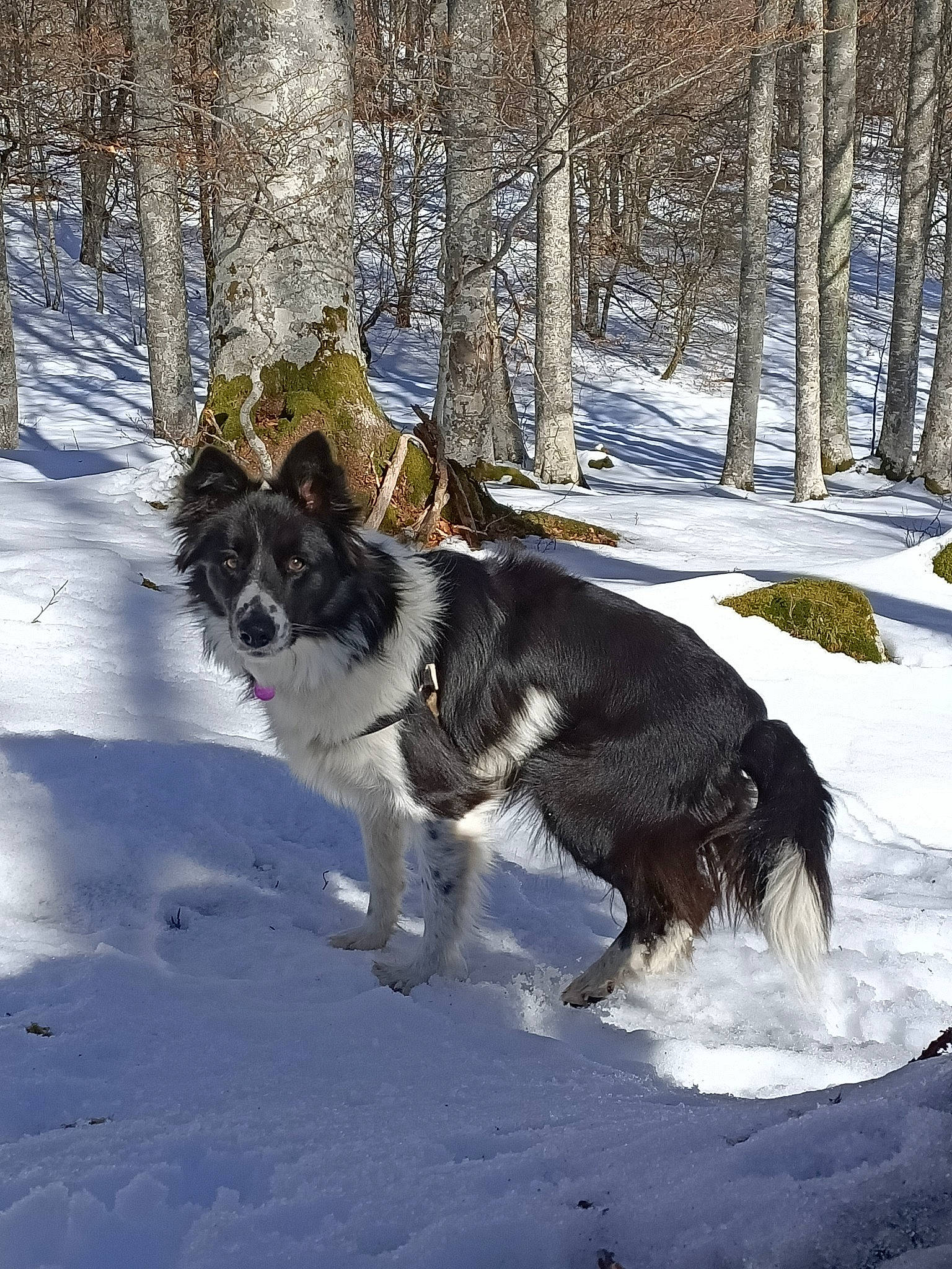 Pixel a rejoint le concours — aidez-le/la à gagner de superbes lots ! canidae, carnivore, collar, companion_dog, dog, dog_breed, dog_collar, freezing, fur, herding_dog, leash, mammal, recreation, snow, sporting_group, tail, tree, vertebrate, winter, working_dog