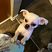 Michaelangelo joined the competition — help win amazing prizes! dog, white_dog, small_dog, paw, pajamas, cartoon_print, floor, wood_floor, carpet, door, wall, indoor, pet, animal, looking_up, ears, cute, person, leg, home