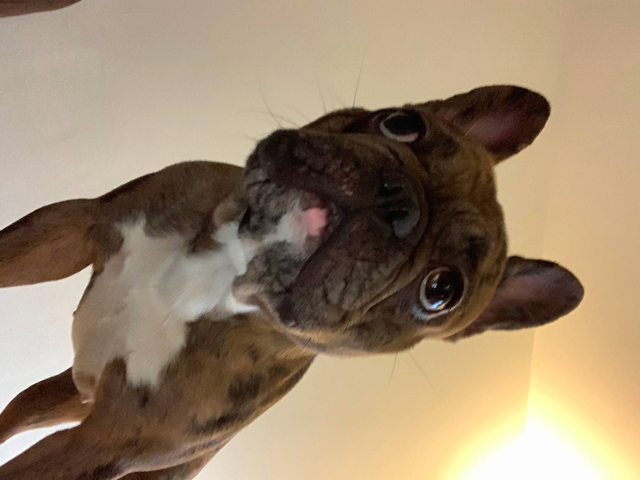 Swag participe au concours pour gagner de l'argent avec cette photo : canidae, carnivore, companion_dog, dog, dog_breed, ear, fawn, felidae, iris, jaw, liver, puppy, small_to_medium_sized_cats, snout, sporting_group, tail, terrestrial_animal, whiskers, wildlife, working_animal