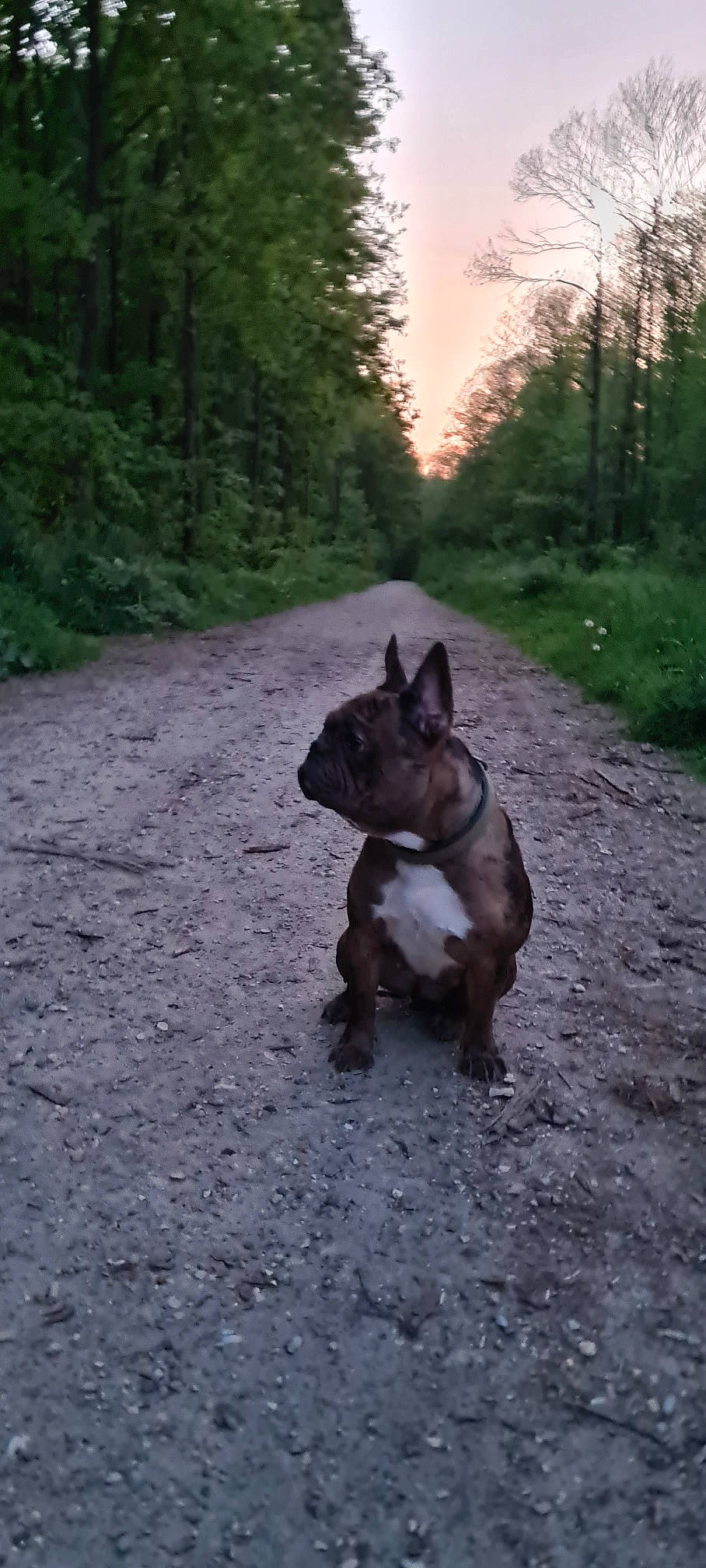 Swag participe au concours pour gagner de l'argent avec cette photo : carnivore, companion_dog, dog, dog_breed, fawn, forest, grass, mammal, plant, road, sky, snout, soil, sporting_group, tail, terrestrial_animal, toy_dog, tree, wood, working_animal