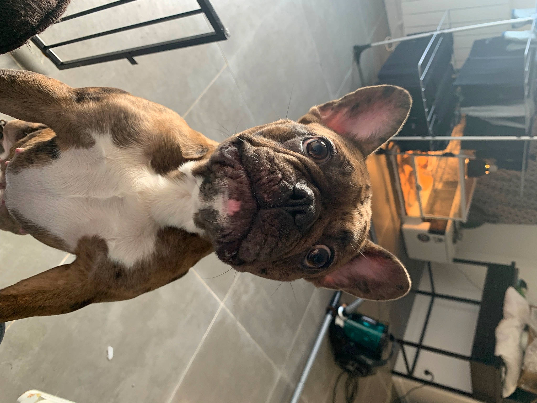 Swag participe au concours pour gagner de l'argent avec cette photo : bulldog, canidae, carnivore, collar, companion_dog, dog, dog_breed, dog_collar, ear, fawn, jaw, metal, plant, selfie, snout, sporting_group, tail, whiskers, window, working_animal