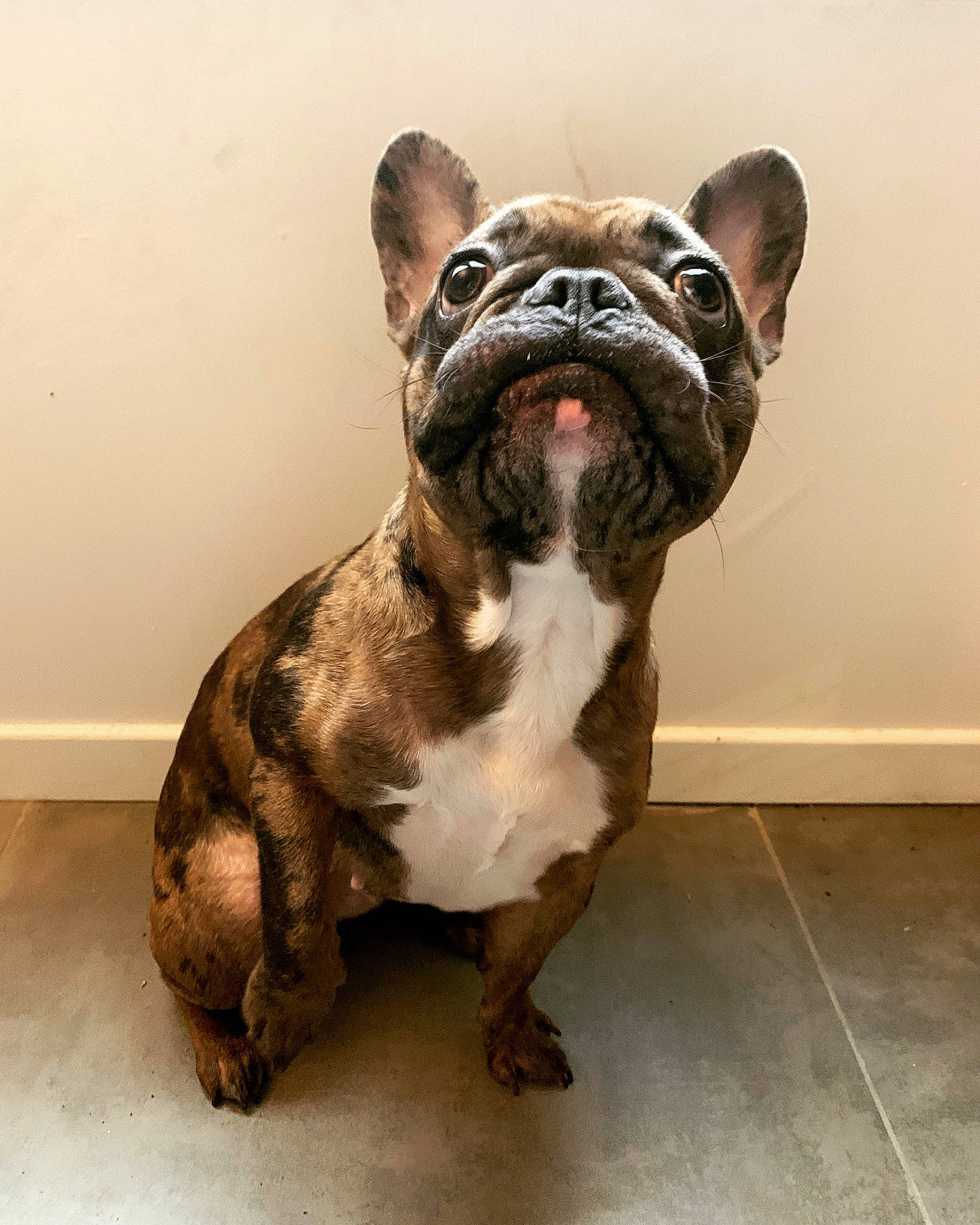 Swag a rejoint le concours — aidez-le/la à gagner de superbes lots ! boston_terrier, bulldog, canidae, carnivore, companion_dog, dog, dog_breed, fawn, french_bulldog, molosser, snout, sporting_group, terrestrial_animal, tile_flooring, toy_dog, whiskers, window, working_animal, working_dog, wrinkle