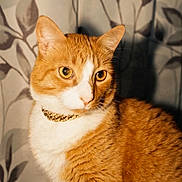 Marley joined the competition — help win amazing prizes! animal, cat, close_up, collar, date_stamp, ears, eyes, flash_photography, fur, indoors, leaf_pattern, orange_cat, pet, portrait, sitting, tabby, vintage, wallpaper, whiskers, white_cat