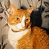 animal, cat, close_up, collar, date_stamp, ears, eyes, flash_photography, fur, indoors, leaf_pattern, orange_cat, pet, portrait, sitting, tabby, vintage, wallpaper, whiskers, white_cat