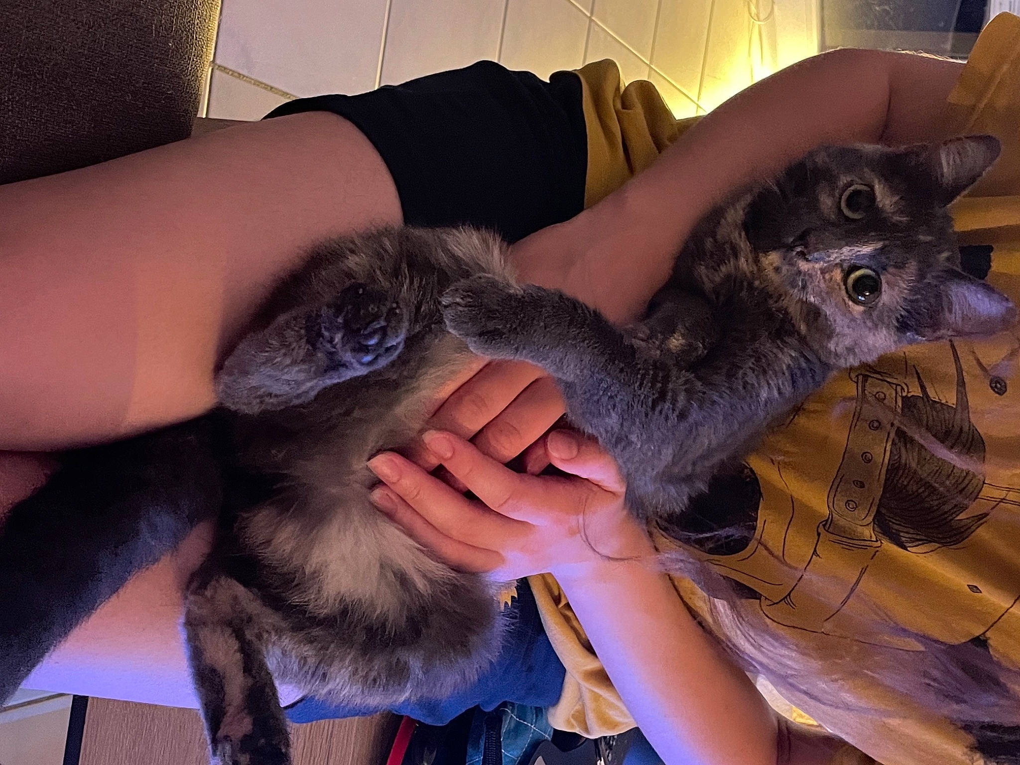 Dixie participe au concours pour gagner de l'argent avec cette photo : carnivore, cat, claw, comfort, domestic_short_haired_cat, ear, felidae, finger, fur, hand, koala, lap, marsupial, paw, small_to_medium_sized_cats, snout, tail, whiskers, wildlife, wildlife_biologist