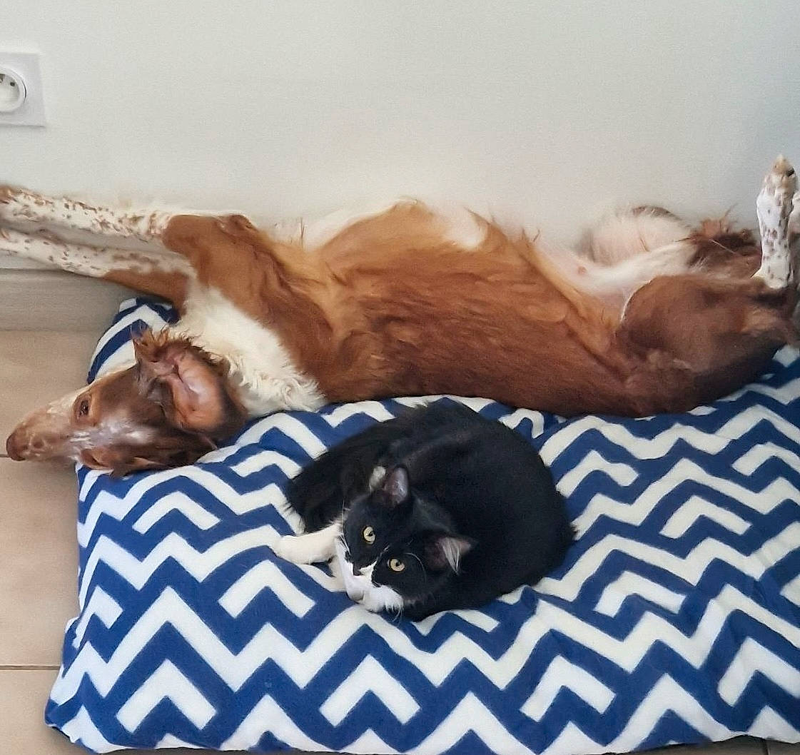 Una participe au concours pour gagner de l'argent avec cette photo : brown, canidae, carnivore, cat, comfort, companion_dog, couch, dog_breed, dog_supply, fawn, felidae, fur, linens, liver, nap, paw, small_to_medium_sized_cats, sporting_group, tail, whiskers