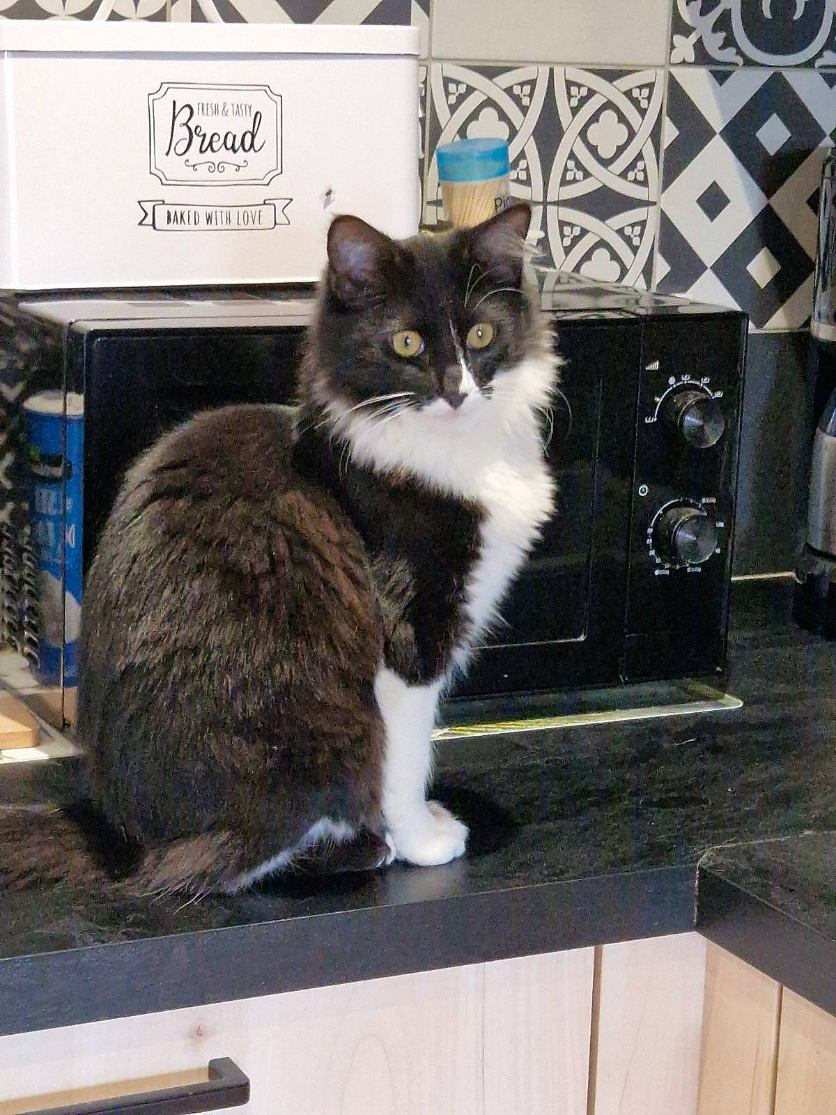 Una participe au concours pour gagner de l'argent avec cette photo : box, carnivore, cat, domestic_short_haired_cat, felidae, flooring, fur, grey, paw, sitting, small_to_medium_sized_cats, tail, whiskers, window