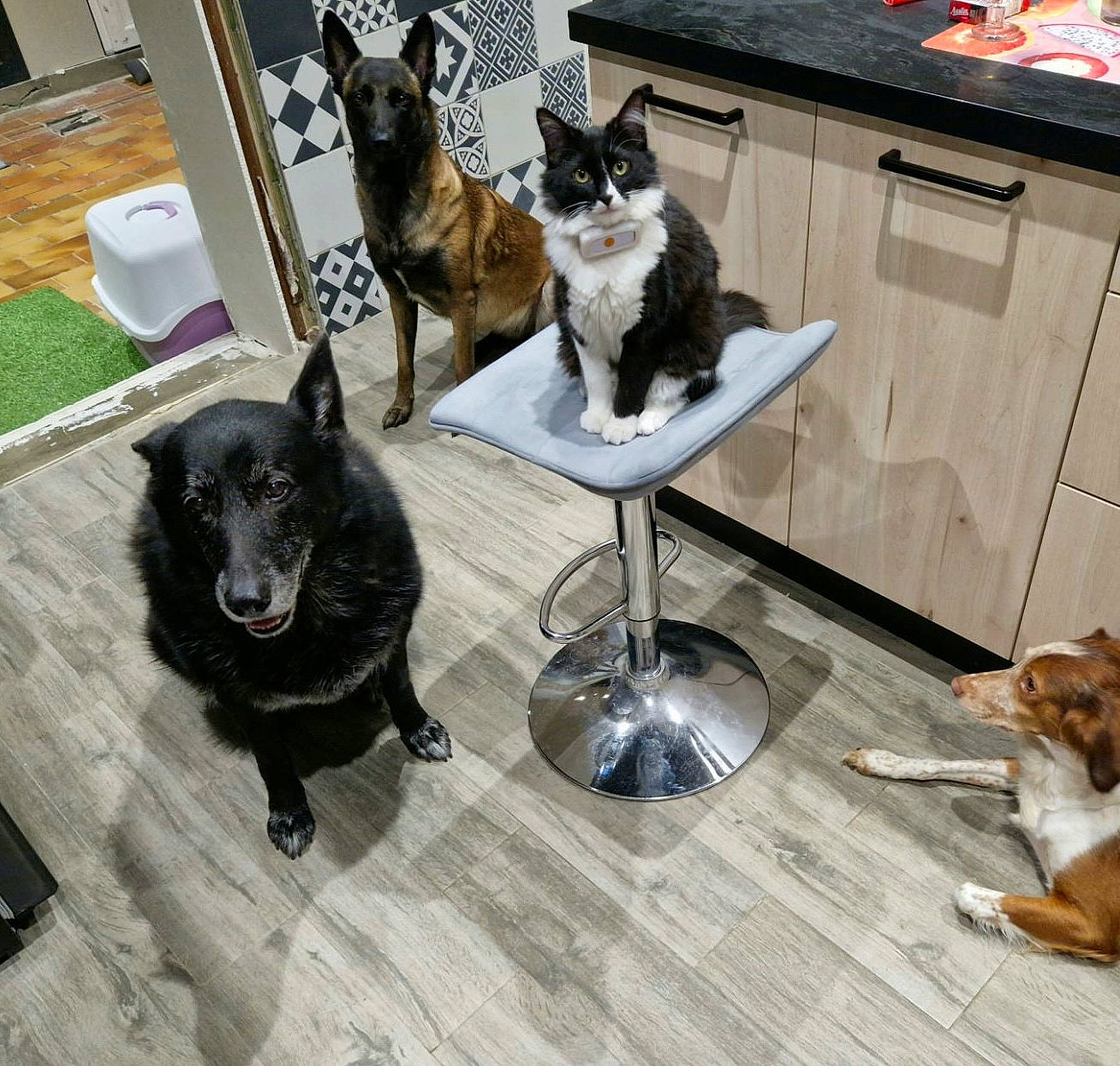 Una a rejoint le concours — aidez-le/la à gagner de superbes lots ! canidae, carnivore, cat, chair, comfort, companion_dog, dog, dog_breed, felidae, floor, flooring, fur, furniture, hardwood, pet_supply, small_to_medium_sized_cats, sporting_group, table, tail, wood