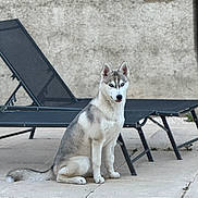 Baïa participe au concours pour gagner de l'argent avec cette photo : dog, siberian_husky, pet, animal, outdoor, lounge_chair, patio, tile_floor, fur, tail, ears, sitting, face, eyes, quiet, calm, rest, wall, daytime, companion