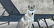 Baïa participe au concours pour gagner de l'argent avec cette photo : animal, calm, companion, daytime, dog, ears, eyes, face, fur, lounge_chair, outdoor, patio, pet, quiet, rest, siberian_husky, sitting, tail, tile_floor, wall