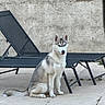 dog, siberian_husky, pet, animal, outdoor, lounge_chair, patio, tile_floor, fur, tail, ears, sitting, face, eyes, quiet, calm, rest, wall, daytime, companion
