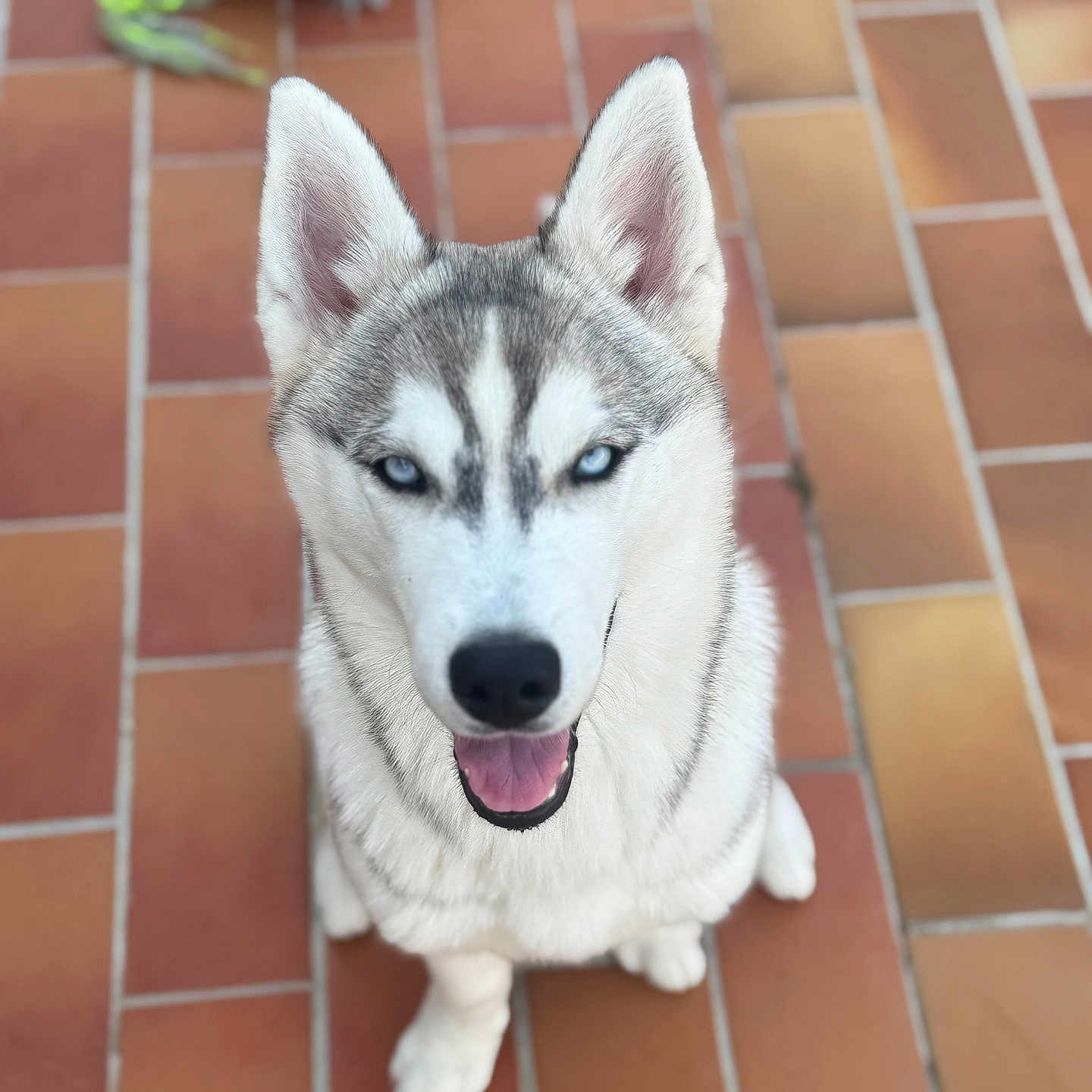 Baïa a rejoint le concours — aidez-le/la à gagner de superbes lots ! husky, dog, blue_eyes, pet, animal, smiling, sitting, tile_floor, toy, lizard_toy, outdoor, canine, fur, ears, mouth_open, happy, domestic_animal, looking_up, close_up, portrait