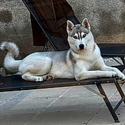 Baïa a rejoint le concours — aidez-le/la à gagner de superbes lots ! animal, blue_eyes, canine, dog, fluffy_tail, folding_chair, gray_fur, lounge_chair, lounging, lying_down, outdoor, patio, paved_surface, pet, photography, pointed_ears, portrait, relaxed, siberian_husky, white_fur