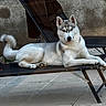 animal, blue_eyes, canine, dog, fluffy_tail, folding_chair, gray_fur, lounge_chair, lounging, lying_down, outdoor, patio, paved_surface, pet, photography, pointed_ears, portrait, relaxed, siberian_husky, white_fur