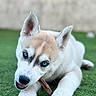 puppy, dog, husky, blue_eyes, grass, chewing, stick, outdoor, pet, animal, cute, young, fur, canine, playful, closeup, lying_down, nature, muzzle, ears
