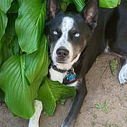 Kobi-Jack is registered to the contest to win money with this photo: dog, black_and_white, blue_eyes, outdoor, plants, green_leaves, nature, pet, canine, collar, tag, resting, animal, fur, paw, ground, shade, summer, relaxation, closeup