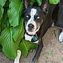 dog, black_and_white, blue_eyes, outdoor, plants, green_leaves, nature, pet, canine, collar, tag, resting, animal, fur, paw, ground, shade, summer, relaxation, closeup