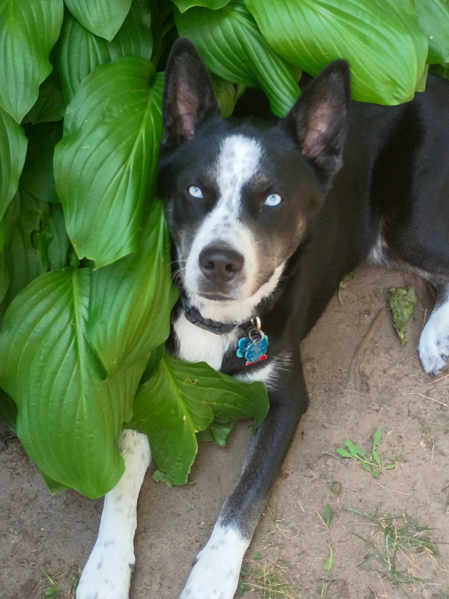 Kobi-Jack is registered to the contest to win money with this photo: dog, black_and_white, blue_eyes, outdoor, plants, green_leaves, nature, pet, canine, collar, tag, resting, animal, fur, paw, ground, shade, summer, relaxation, closeup