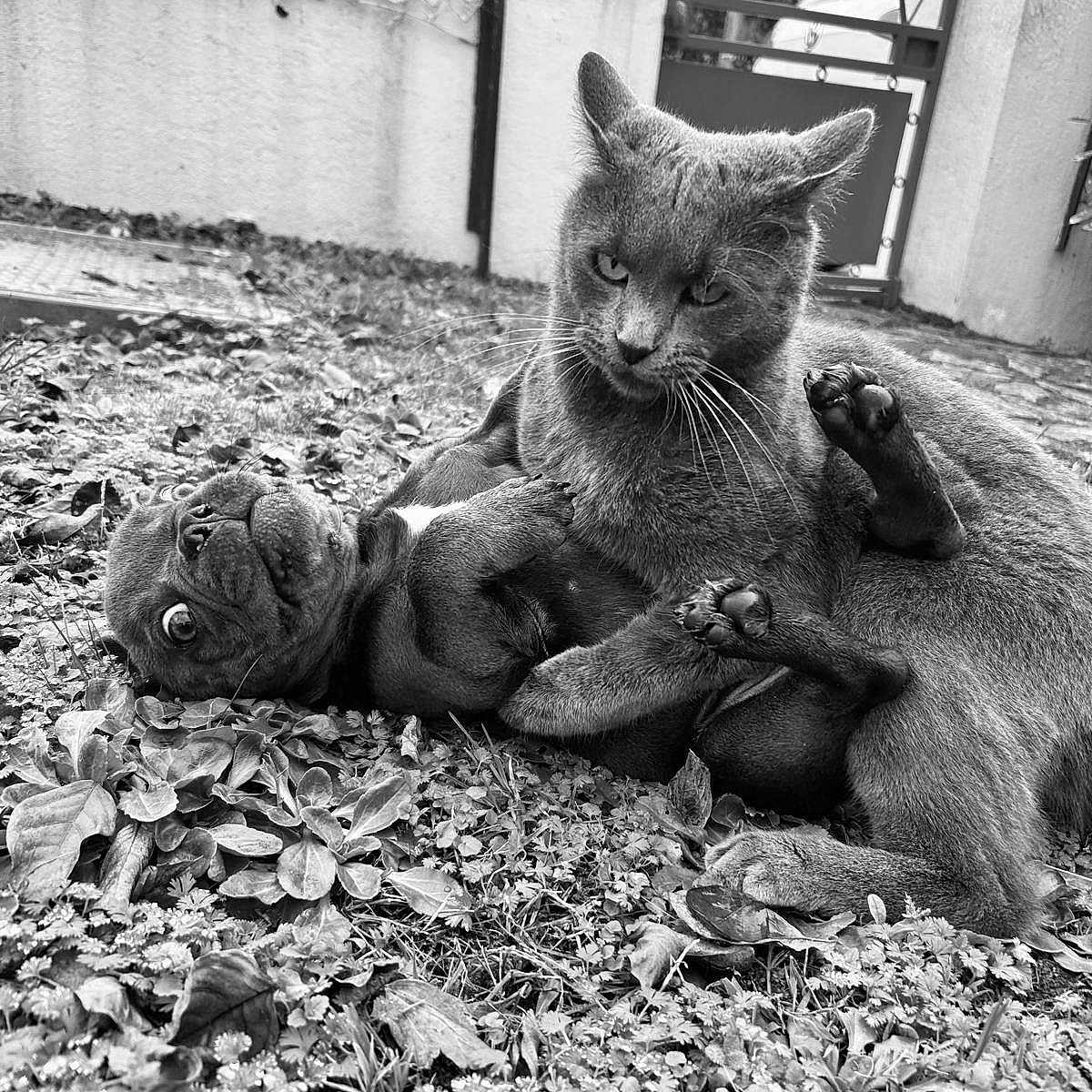 Muxu a rejoint le concours — aidez-le/la à gagner de superbes lots ! abyssinian, alloywheel, animal, bicycle, canine, car, carwheel, cat, dog, gravel, kitten, machine, manx, pet, road, rubble, soil, spoke, transportation, vehicle