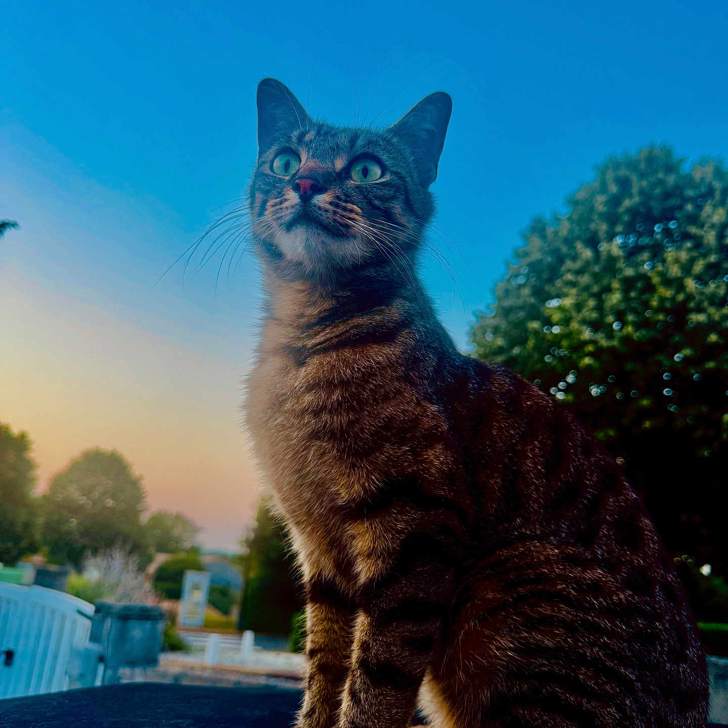 Milo