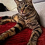 Soja participe au concours pour gagner de l'argent avec cette photo : cat, tabby_cat, pet, whiskers, closeup, paws, fur, indoor, couch, blanket, red_blanket, lounging, portrait, eyes, domestic_animal, living_room, upholstery, relaxed, striped, side_view